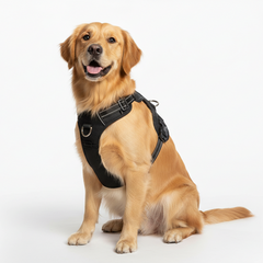 Collection image for: Collars & Harness