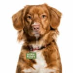 Always Hungry Pet ID Tag - Funny Pet Tag - Best Design Pet ID Tag