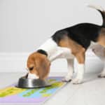 I Am Not Lazy Pet Food Mat - Quote Anti-Slip Pet Bowl Mat - Themed Pet Feeding Mat