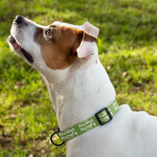 Always Hungry Pet Collar - Funny Dog Collar - Best Design Dog Collar