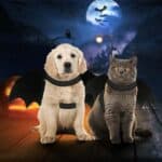 Frightfully Adorable Halloween Pet Bat Wings Costume for Cats and Dogs