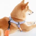 Touchdog 'Macaron' 2-in-1 Durable Nylon Dog Harness and Leash Combo - Stylish and Secure Pet Walking Set for Small to Large Breeds
