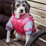 Stay Stylish on the Slopes with our Sporty Vintage Aspen Pet Ski Jacket - Cozy and Fashionable Outerwear for Your Furry Friend