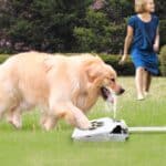 Step-On Dog Water Fountain: Outdoor Pet Water Dispenser with Activated Sprinkler for Instant Hydration